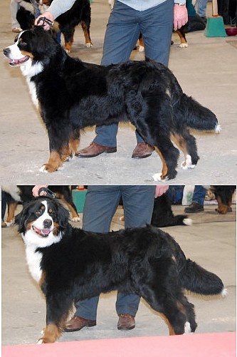 C.bee de La Balade du Briantais - 1er Excellent CACS et CACIB