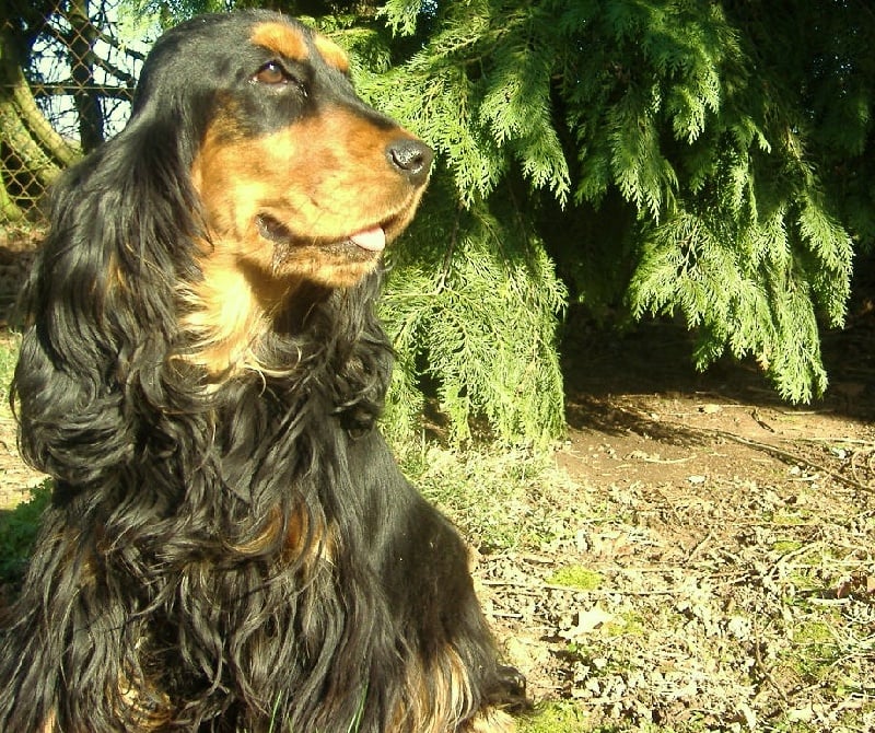 Publication : de Kermest