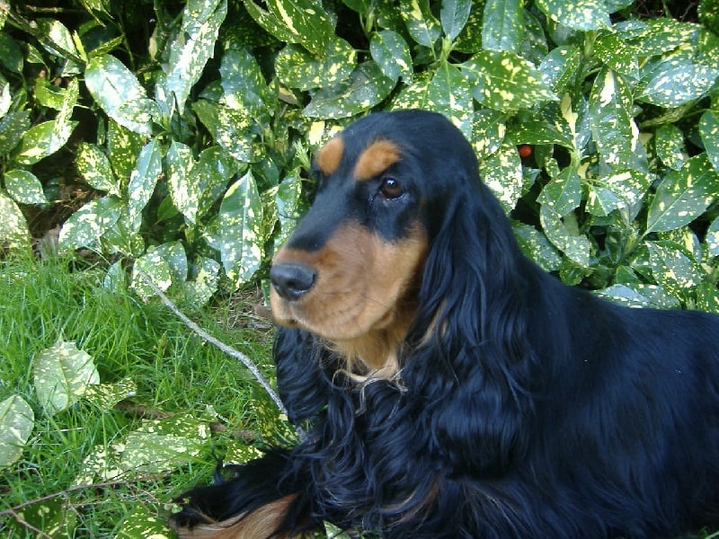 Publication : de Kermest