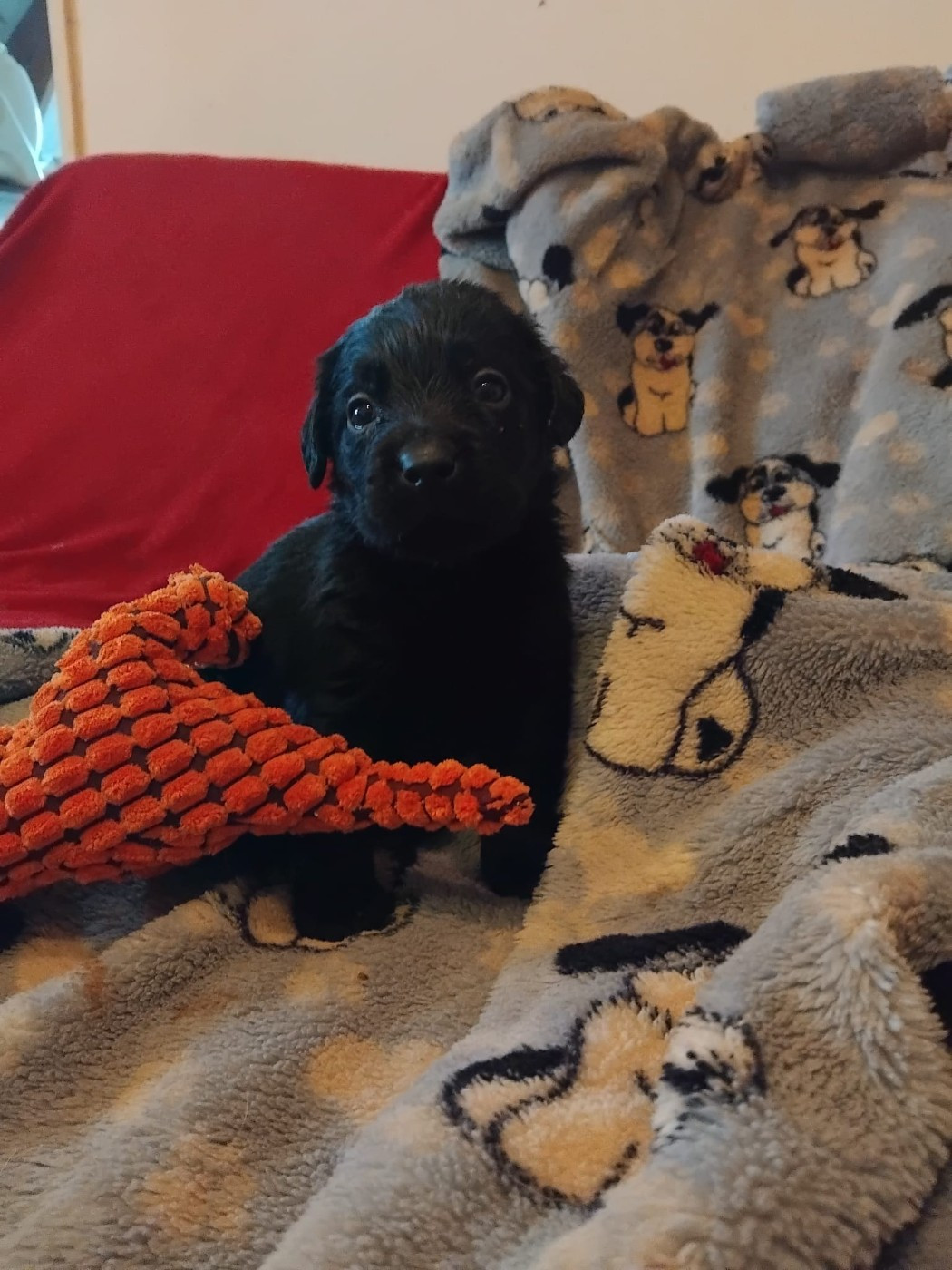 CHIOT 2 - Labrador Retriever