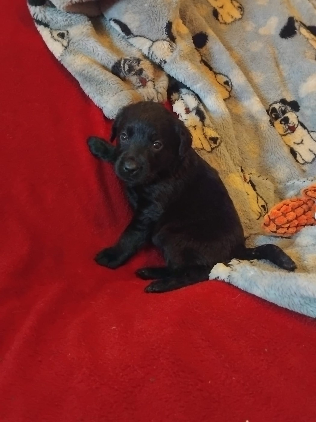 CHIOT 3 - Labrador Retriever