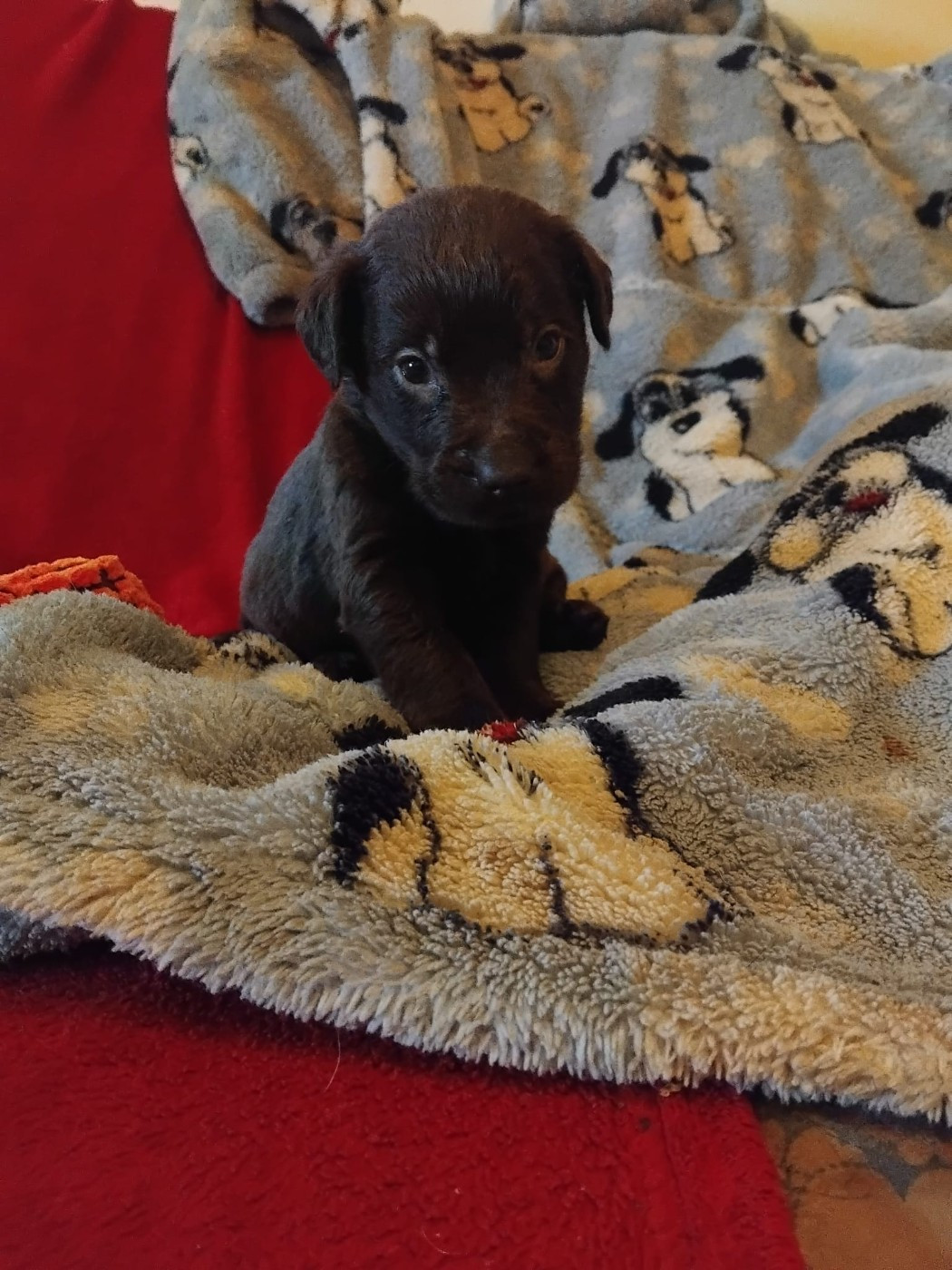 CHIOT 4 - Labrador Retriever