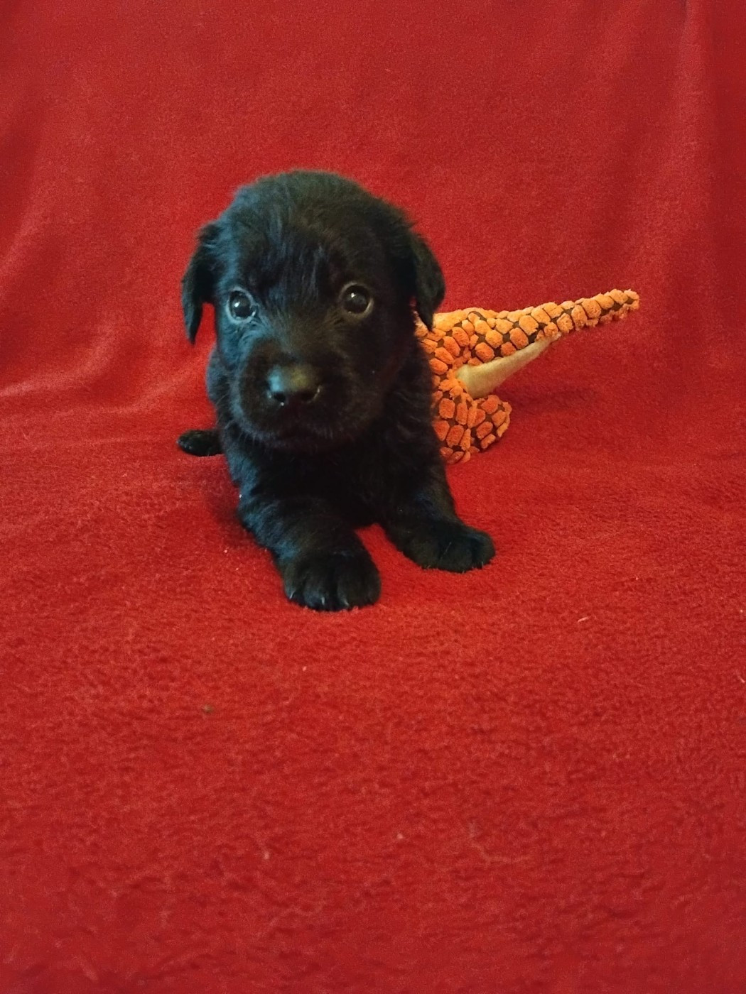 CHIOT 5 - Labrador Retriever