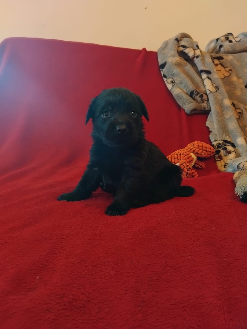 CHIOT 6 - Labrador Retriever