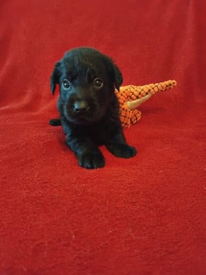 Les chiots de Labrador Retriever