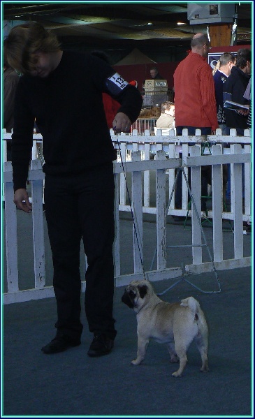 CH. Brasilia Des Hauts De France - 1 excellent classe jeune + Meilleur jeune de race