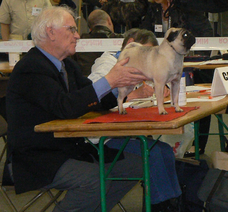 CH. Daisy-stonite Du Clos des Trois Cerisiers - 2 excellent /6