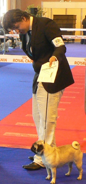 CH. Daisy-stonite Du Clos des Trois Cerisiers - 2 éme Excellent RCACS