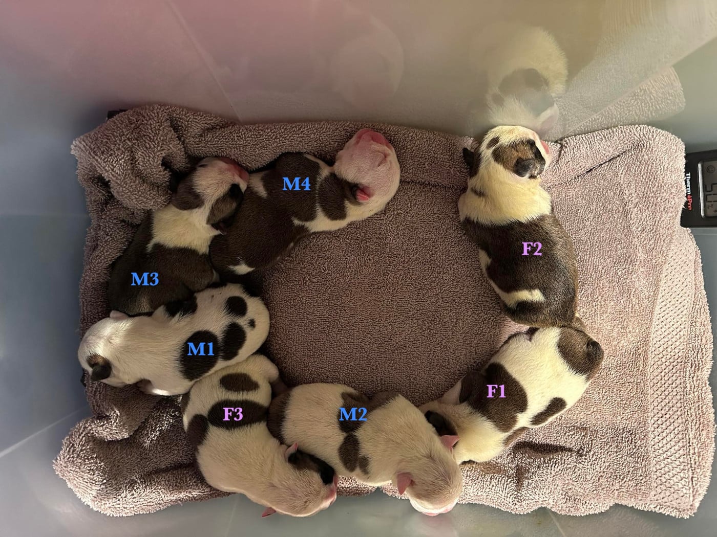 Bulldog Anglais - des Bull's des Roches Noires