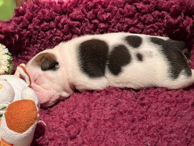 CHIOT 4 - Bulldog Anglais