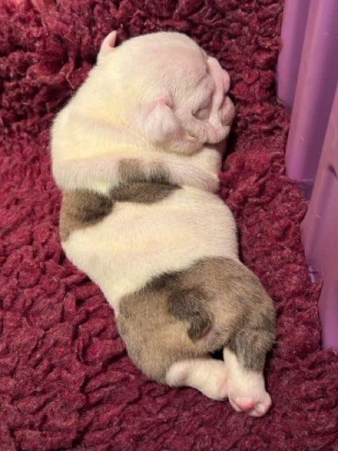 CHIOT 5 - Bulldog Anglais