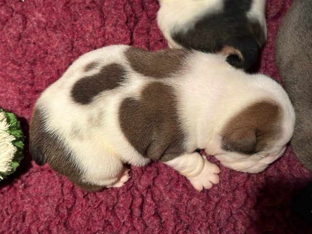 CHIOT 7 - Bulldog Anglais