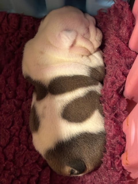 CHIOT 3 - Bulldog Anglais