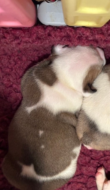 CHIOT 1 - Bulldog Anglais