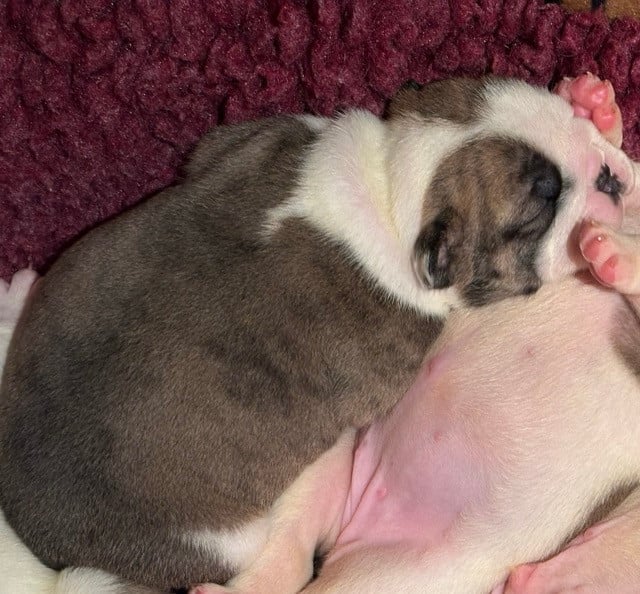CHIOT 6 - Bulldog Anglais