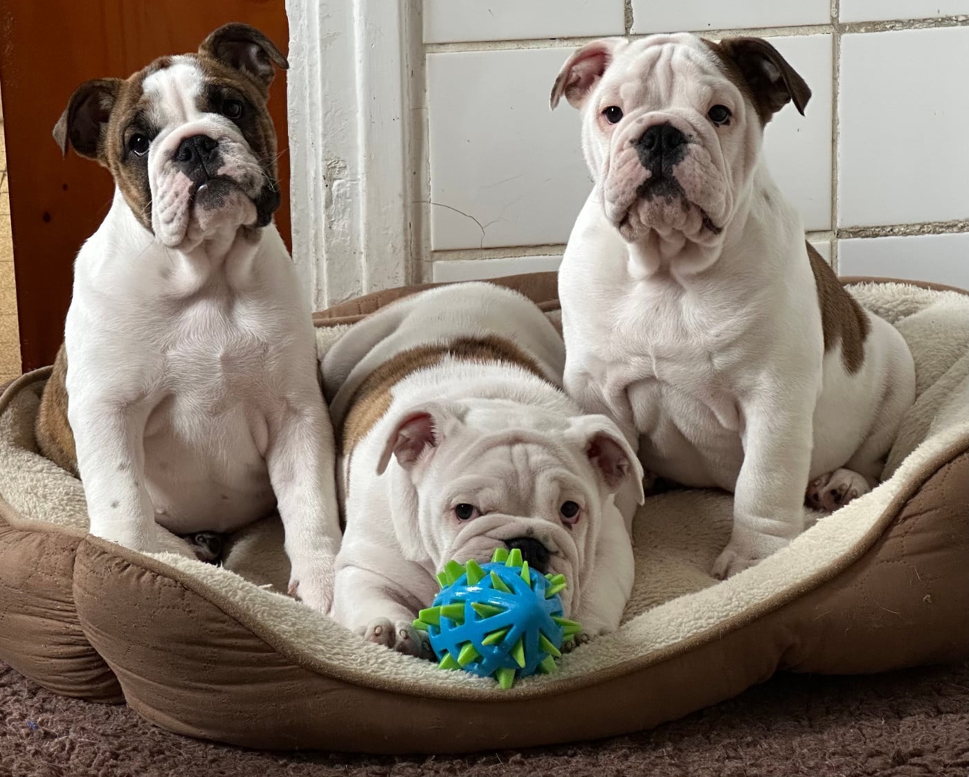 Bulldog Anglais - des Bull's des Roches Noires