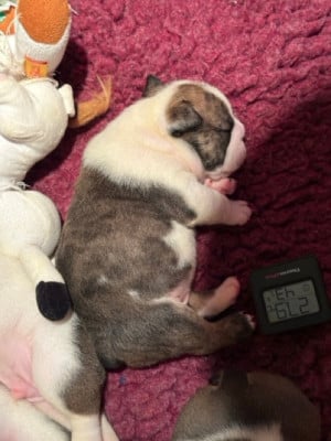 Les chiots de Bulldog Anglais