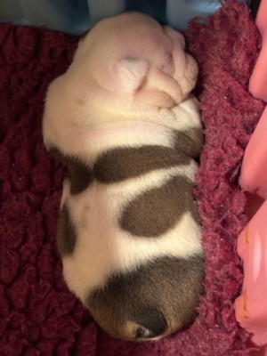 Les chiots de Bulldog Anglais