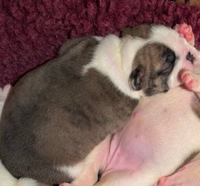 Les chiots de Bulldog Anglais