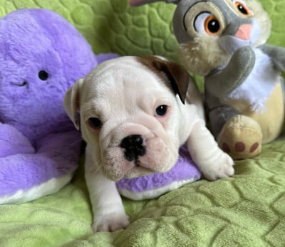 Les chiots de Bulldog Anglais