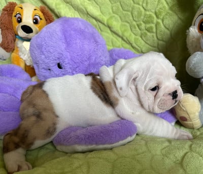 Les chiots de Bulldog Anglais