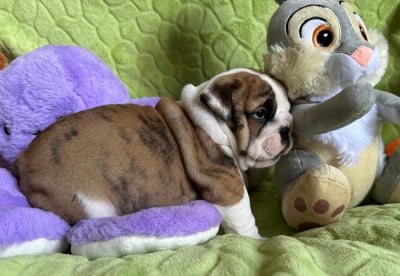 Les chiots de Bulldog Anglais