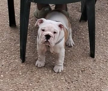 Les chiots de Bulldog Anglais