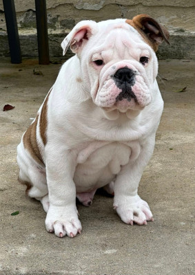 Les chiots de Bulldog Anglais