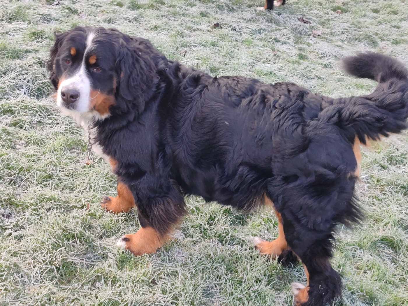 Publication : Du Pays D'auge Fleury