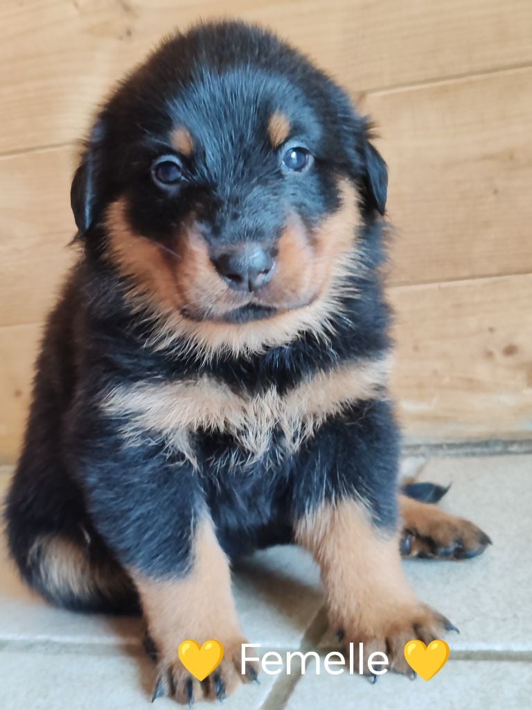 CHIOT collier jaune - Berger de Beauce