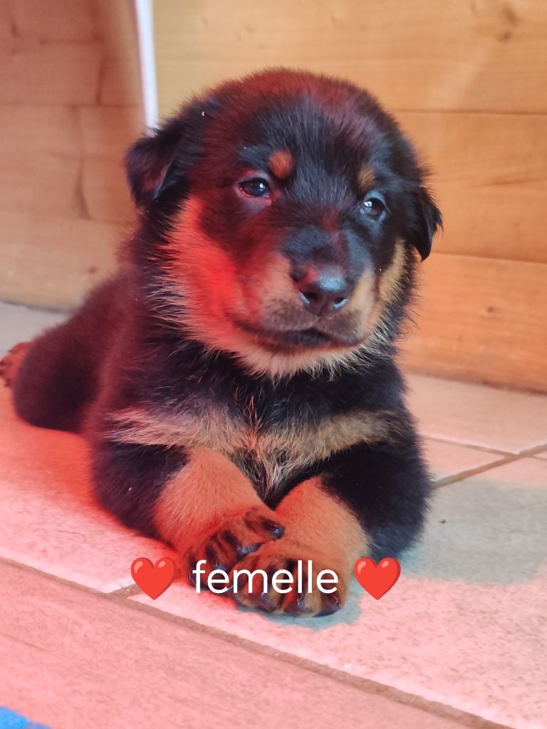 CHIOT colier rouge - Berger de Beauce