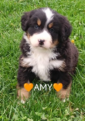 Les chiots de Bouvier Bernois