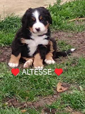Les chiots de Bouvier Bernois