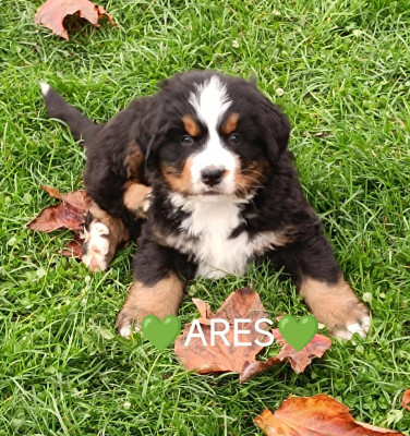 Les chiots de Bouvier Bernois