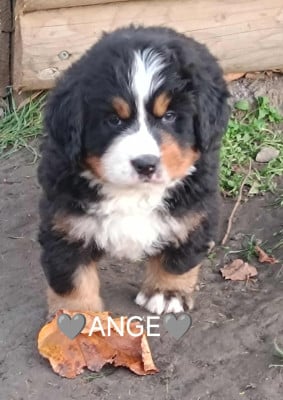 Les chiots de Bouvier Bernois