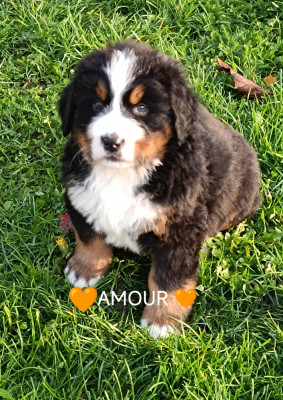 Les chiots de Bouvier Bernois