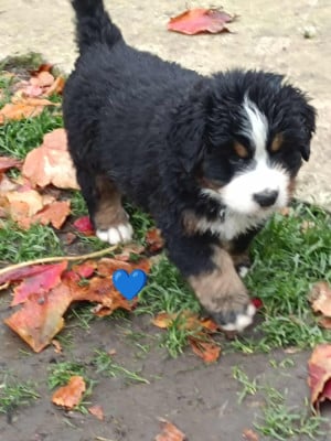 Les chiots de Bouvier Bernois