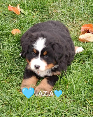 Les chiots de Bouvier Bernois