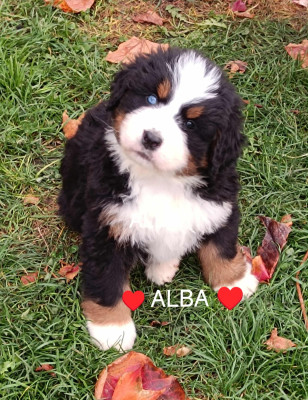 Les chiots de Bouvier Bernois