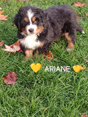 Les chiots de Bouvier Bernois