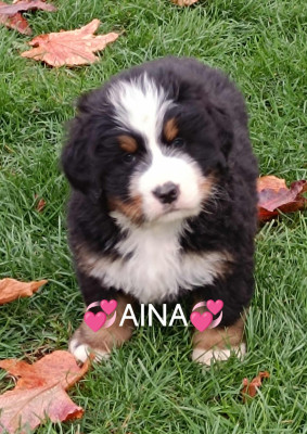 Les chiots de Bouvier Bernois