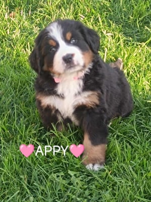 Les chiots de Bouvier Bernois