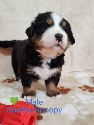 Les chiots de Bouvier Bernois