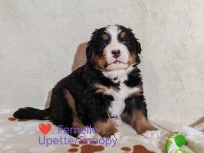 Les chiots de Bouvier Bernois