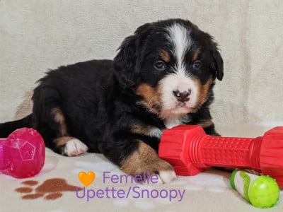 Les chiots de Bouvier Bernois