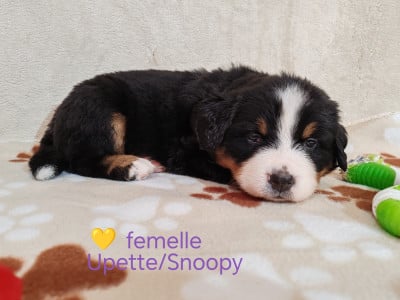 Les chiots de Bouvier Bernois