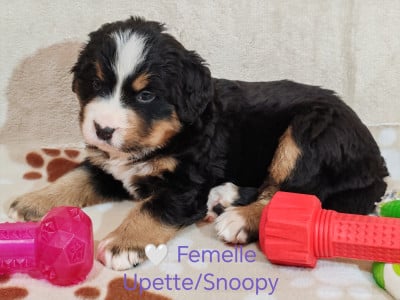 Les chiots de Bouvier Bernois