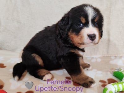 Les chiots de Bouvier Bernois