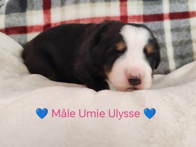 Les chiots de Bouvier Bernois