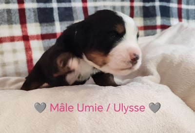 Les chiots de Bouvier Bernois